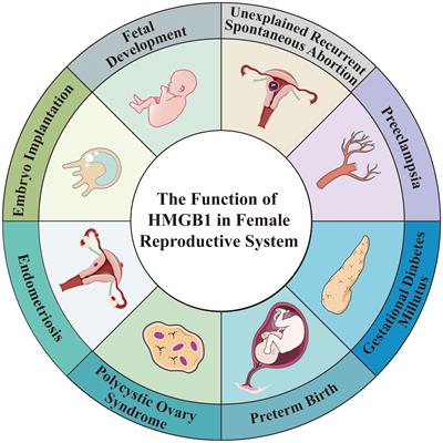 HMGB1: a double-edged sword and therapeutic target in the female reproductive system